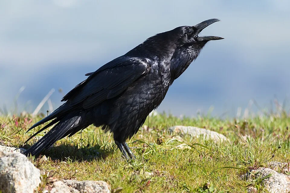 Corvus corax clarionensis, Point Reyes National Seashore