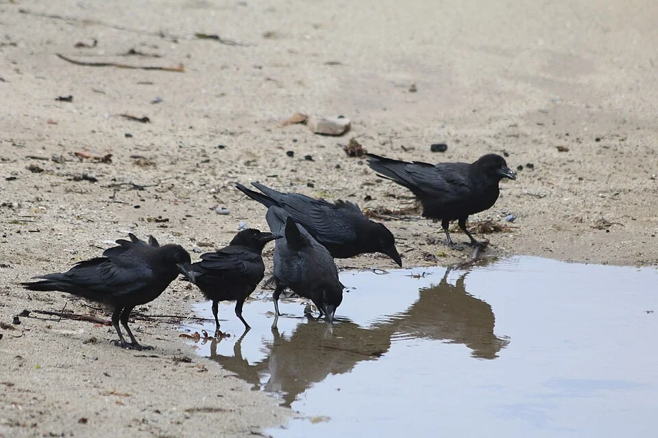 Corvus corax group near puddle at Bonny Doon Beach