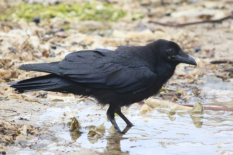 Corvus corax in puddle at Bonny Doon Beach