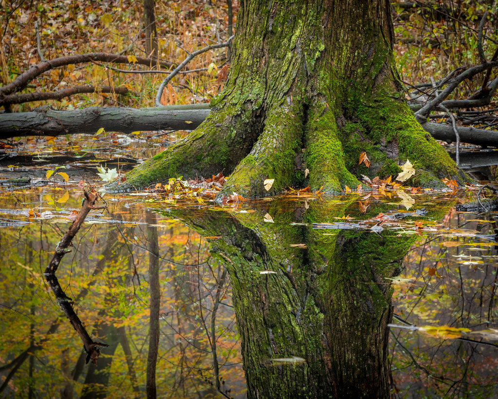 forest pool