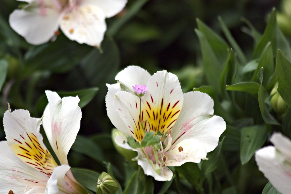 Redhill Garden - July 2011 - Alstroemeria with Speedwell Cutting with a Story to Tell
