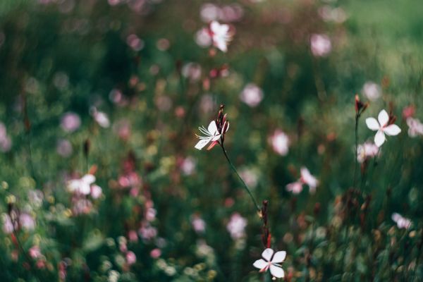 Park flowers