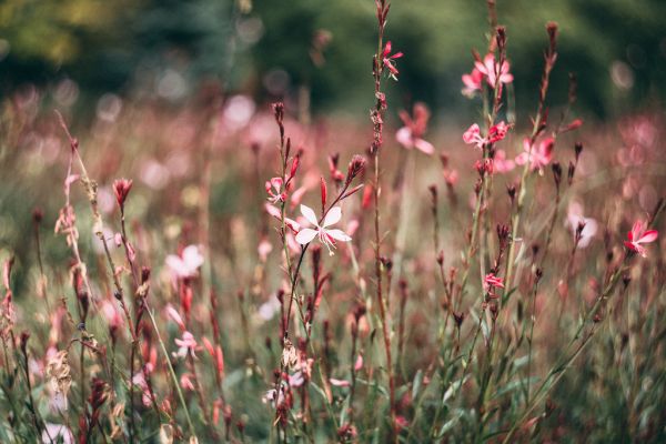 Meadow flowers