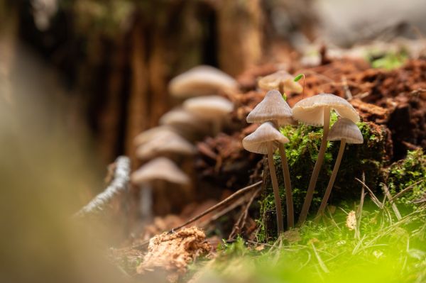 Little Brown Mushrooms