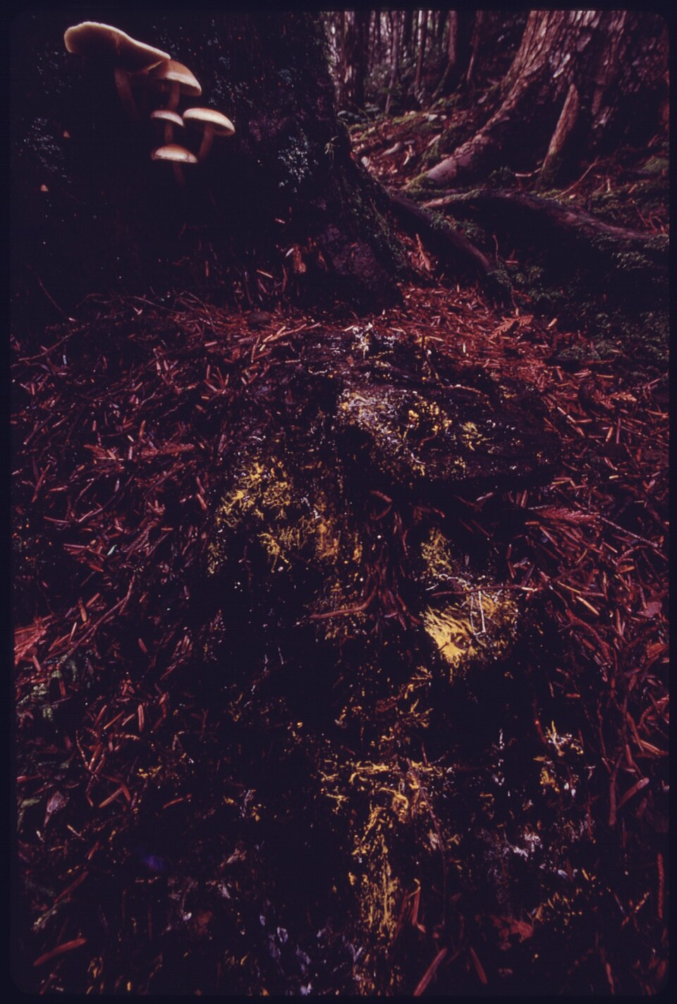 Forest ground cover of mushrooms, mosses, decaying fir, hemlock and cedar needles and the mold fungus that creates a... - NARA - 557624